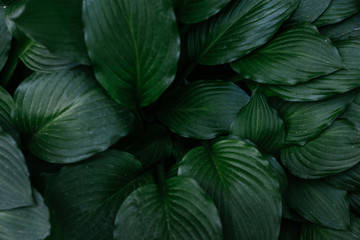 green leaf hosts closeup