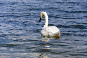 Obraz premium Beautiful mute swan cygnus olor swimming on lake in the background