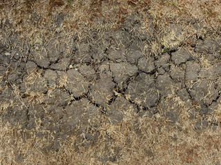 dry grass on the ground with crack texture