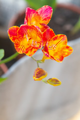 Fototapeta premium Freesia flowering plants in spring natural light