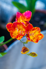 Freesia flowering plants in spring natural light