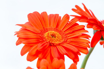 Bouquet of orange gerbera in natural light