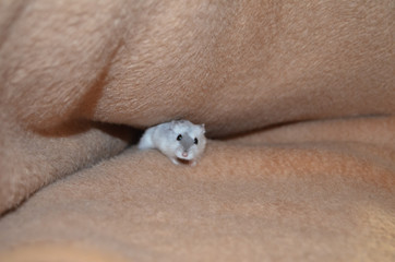 Hamster en su madriguera en Sevilla, España. 