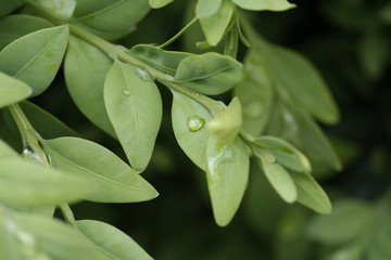 Obraz premium rain drops on a leaf
