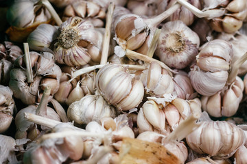 garlic closeup