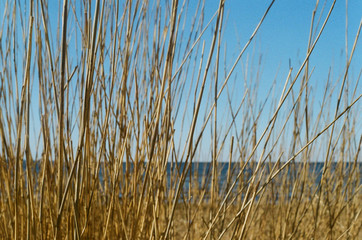 reeds on the beach