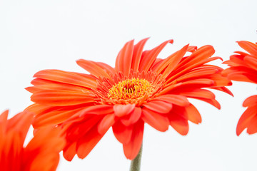 Bouquet of orange gerbera in natural light