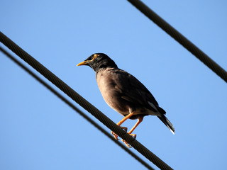 myna  bird afghan starling