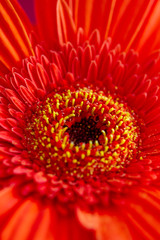 Bouquet of orange gerbera in natural light