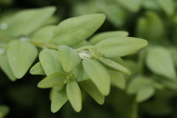 close up of a plant