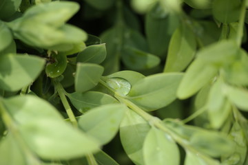Fototapeta na wymiar close up of green leaves