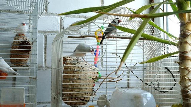 Amadina birds in cage jump and fly in room near window or in pet store. Medium plan.