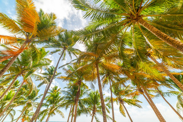 Fototapeta na wymiar Palms under a blue sky with clouds in Guadeloupe