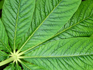 green leaf of spider flower ( Cleome spinosa L. ) texture