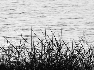 black and white silhouette of grass with water wave in the pond