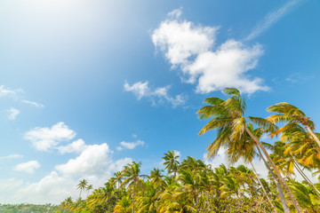 Coconut palm trees under a blue sky with clouds in Guadeloupe