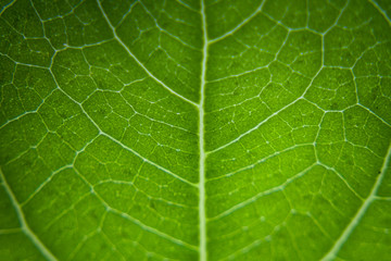 green leaf texture