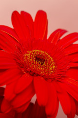 Bouquet of orange gerbera in natural light