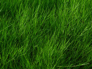 green grass of meadow texture