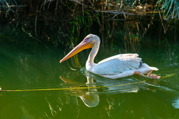 pelican on the water