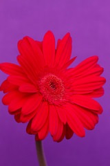 Bouquet of orange gerbera in natural light