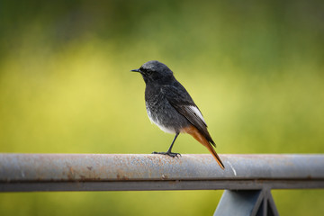 (Phoenicurus ochruros) black redstart in freedom, in natural and wild environment