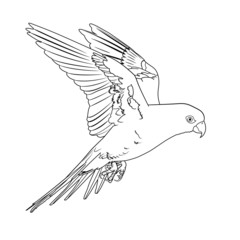 Parrot