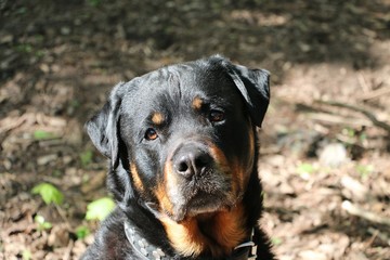 beautiful head portrait from a gorgeous rottweiler dog in the garden