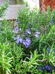 Blue flower rosemary