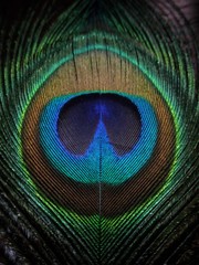 Naklejka premium peacock feather detail