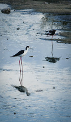 (Himantopus himantopus) stilt in freedom, in natural and wild environment