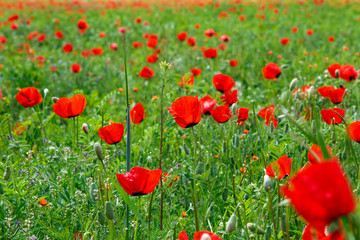 Red poppies. Wild flowers on a background of green grass. Summer natural background.