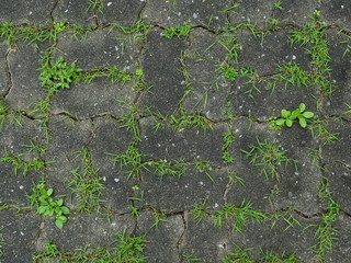 texture of abandoned pavement floor with green plant