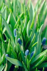 Muscari armeniacum (Blue Grape Hyacinth) blooming in the garden. Selective focus. Shallow depth of field.