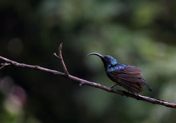 bird on a branch