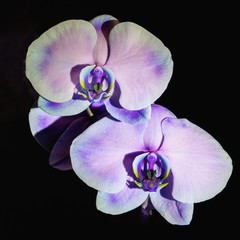 Close up of two purple Phalaenopsis Orchids