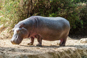 hippopotamus in the zoo