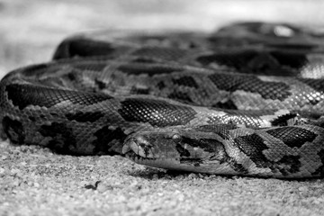 close up of a snake