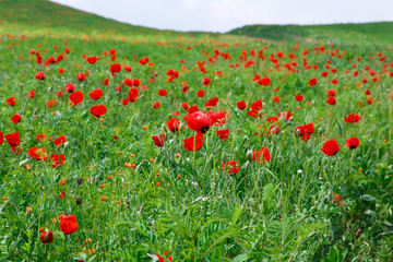 Red poppies. Grassy wild flowers growing on a background of green grass. Natural background.