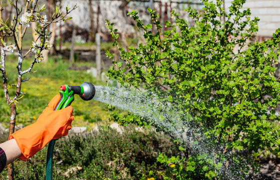A gardener in an orange rubber protective glove pours a garden using a green rubber hose with a green-black splattering nozzle. Watering saves plants on a hot day. Water flies out in a strong stream.