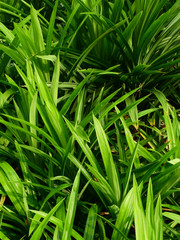green pandan leaf in garden