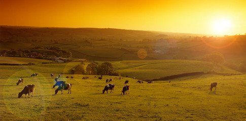 Fototapeta na wymiar Sunset over Somerset landscape with cows.