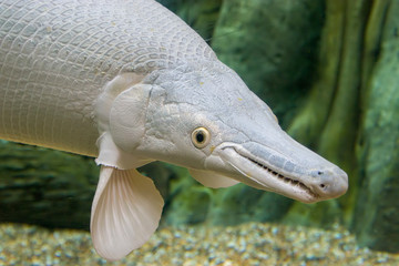An  platinum  Alligator gar (Atractosteus spatula) in water.
It is not albino because the eyes are black instead of red. 