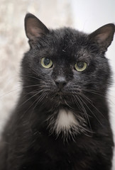 black cat with yellow eyes and a white spot