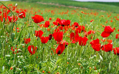 Fototapeta premium Red poppies. Wild flowers on a background of green grass. Summer natural background.