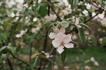 Flowering quince tree