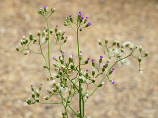 Little iron weed grass ( Vernonia cinerea (L) Less. )