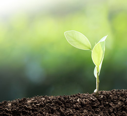 Growing growing trees with natural green background. Abstract concept.