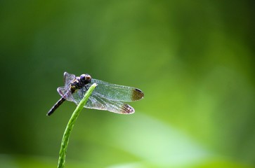 dragonfly on a green stem