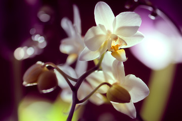 Orchideenblüten im Licht Bokeh